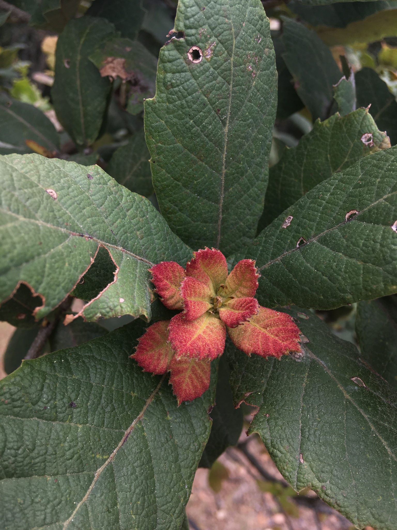Quercus rugosa